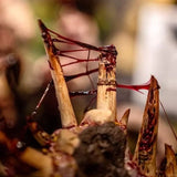 Dirty Down: Gore 25ml
